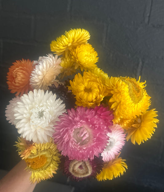 Dried paper daisy bunch   $25